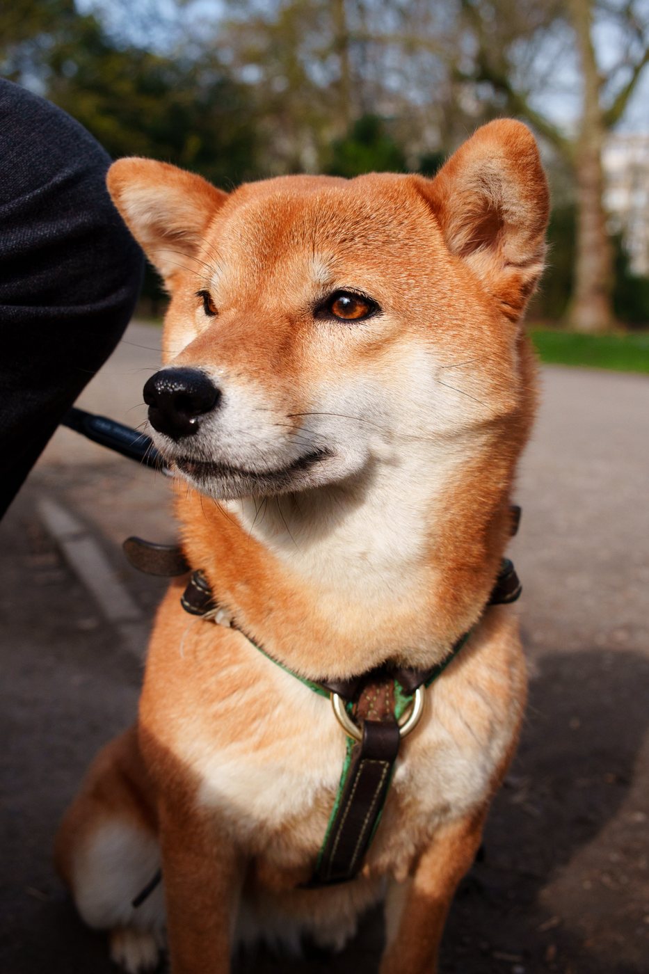 A calm, attentive dog sitting in a sunny park, waiting happily for its next adventure